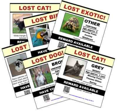 lost pet posters free missing pet poster template cat dog pet