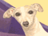 Artstudio4pets Pet Artists