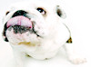 Fellow Ozian Pet Haven Pet Services