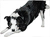 McbPortraits - Pet Portraits Pet Portraits