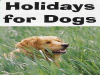 Pampered Pooches General Dog Sites