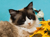 Pawprints Photography Pet Portraits