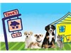 Pet Friendly Rentals Pet Friendly Accommodation