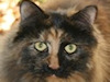 We Sit Pets Pet Sitters