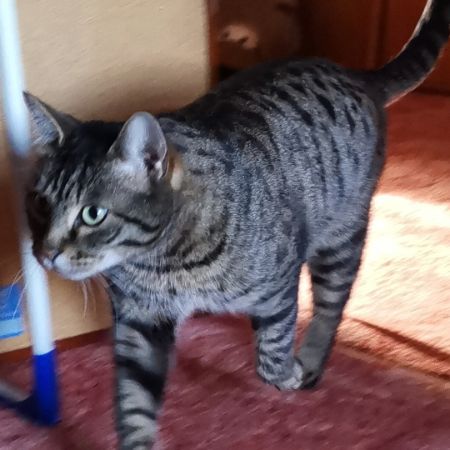 Found Bengal Cats in Hoddesdon