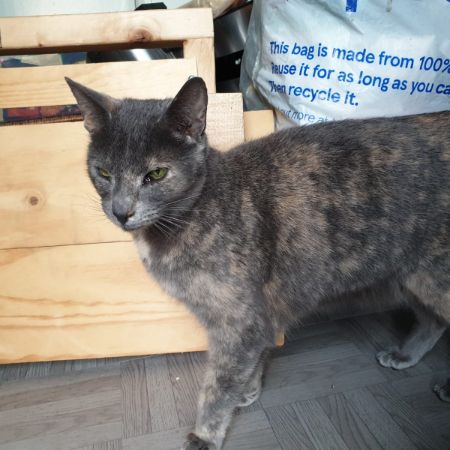 Found Domestic Short Hair Cats in Stroud