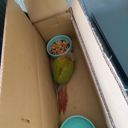 Found Parrot, Parakeet Birds in Bromley 