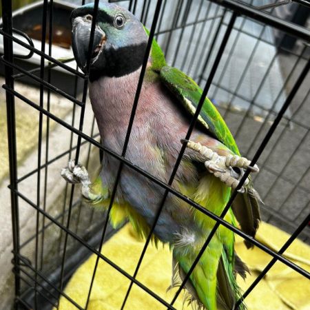 Found Parrot, Parakeet Birds in Smethwick 