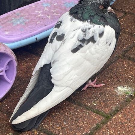 Found Pigeon Birds in Cheshunt