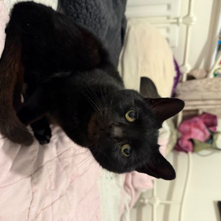 Found Mixed Breed Cats in Stafford