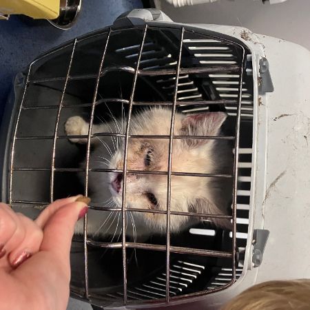 Found Unknown - Other Cats in Newmill Estate 