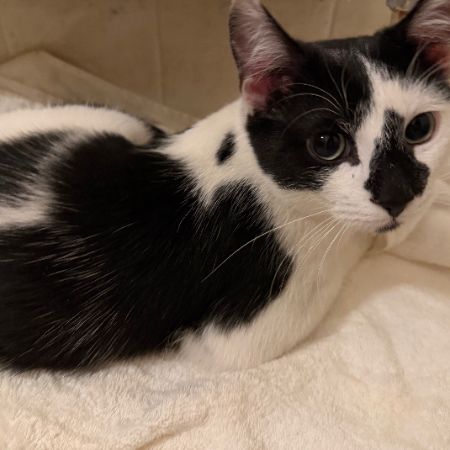 Found Moggy Cats in South Woodford 