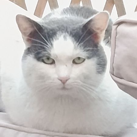 Found Moggy Cats in Derby