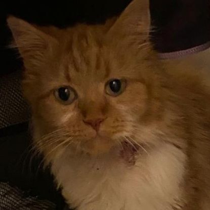 Found Moggy Cats in London