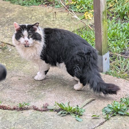 Found Semi-Long Hair Cats in Chadwell Heath
