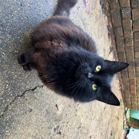 Found Unknown - Other Cats in Shepherd's Bush