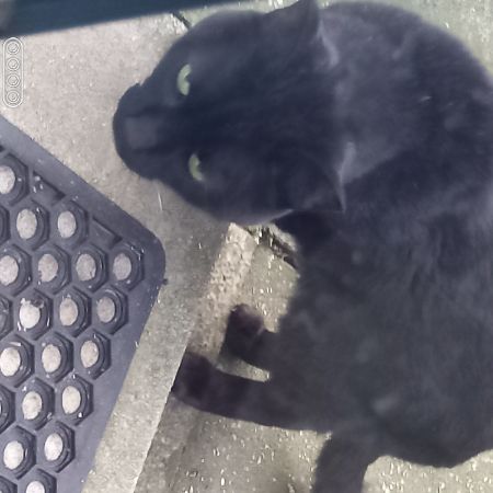 Found British Short Hair Cats in Borehamwood 