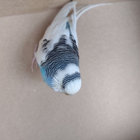 Found Budgie Birds in Chichester