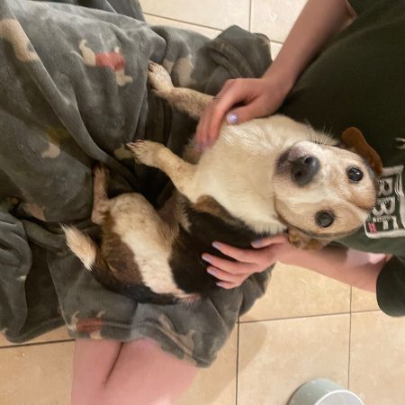 Found Jack Russell Dogs in Witheridge 