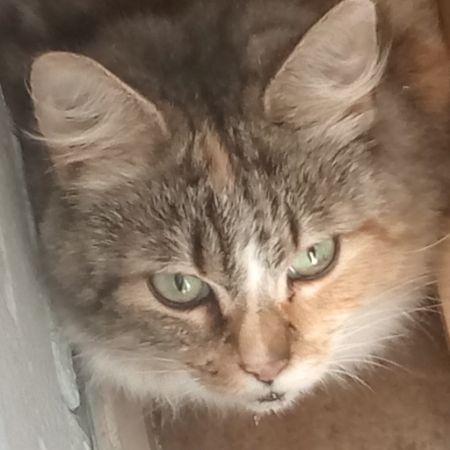 Found Tabby Cats in Bedhampton