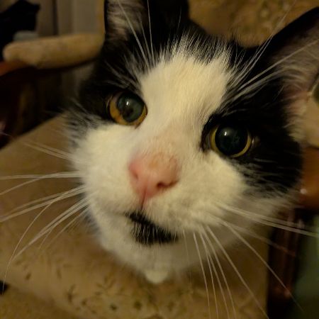 Found Domestic Short Hair Cats in Pentraeth