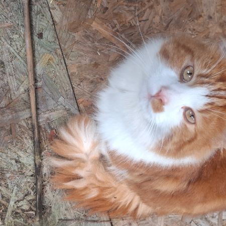 Found Unknown - Other Cats in Liverpool