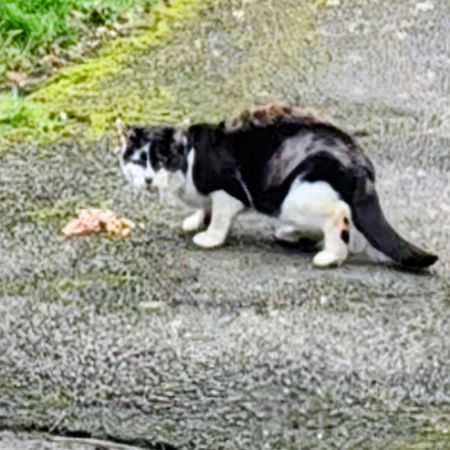 Found Domestic Short Hair Cats in Stourbridge