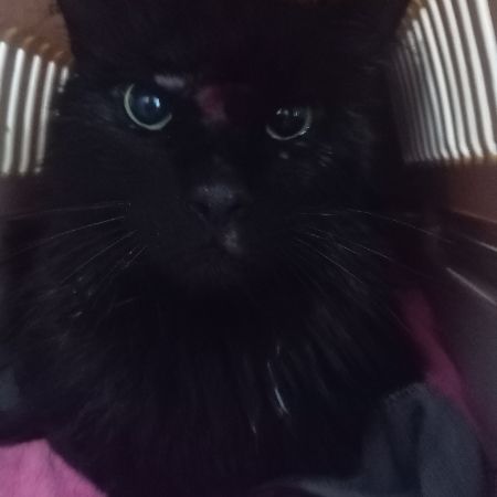 Found Unknown - Other Cats in Newport 