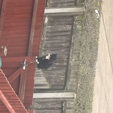 Found Semi-Long Hair Cats in BASILDON