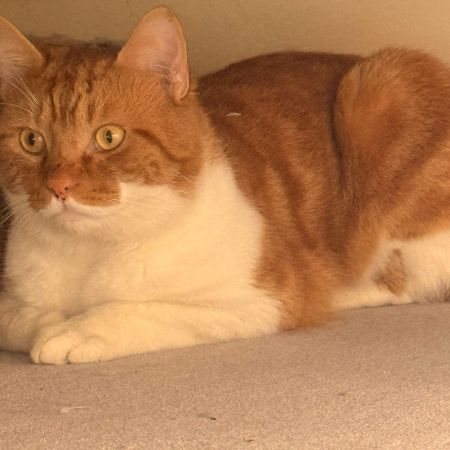 Found Unknown - Other Cats in Maidenhead