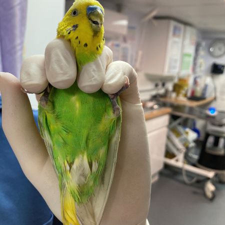 Found Budgie Birds in Northolt