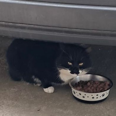 Found British Short Hair Cats in Holywell 