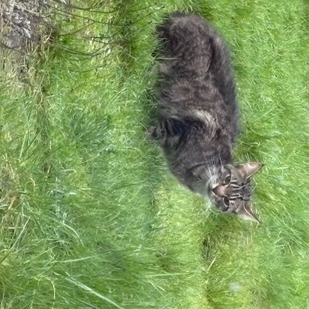 Found Unknown - Other Cats in Truro