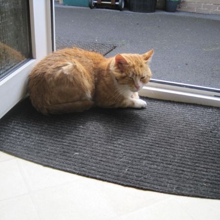 Found British Short Hair Cats in Nelson