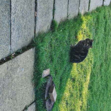 Found Domestic Short Hair Cats in Yelverton