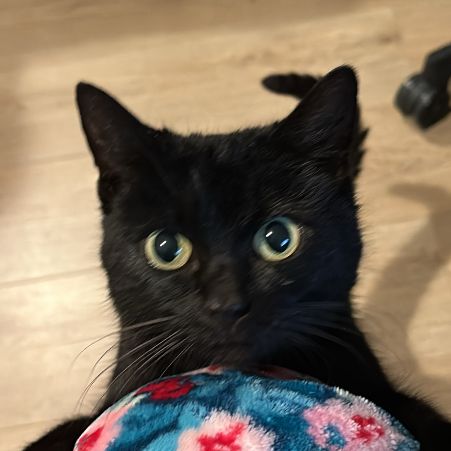 Found Domestic Short Hair Cats in Worcester Park