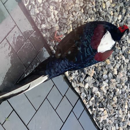 Found Pheasant Birds in Morden