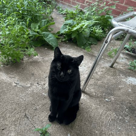 Found Unknown - Other Cats in Brent, Kilburn London 