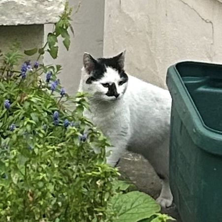 Found Semi-Long Hair Cats in Holloway Road - Islington