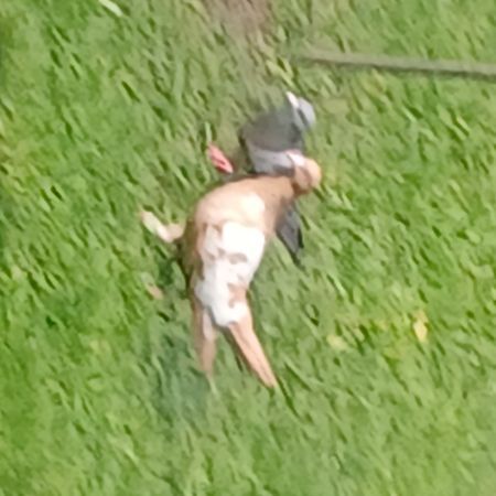 Found Pigeon Birds in Liverpool 