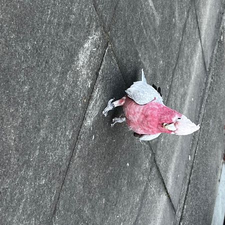 Found Cockatiel Birds in South Wimbledon