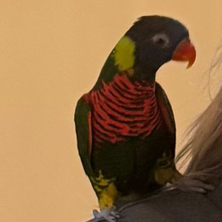 Found Parrot, Parakeet Birds in Feltham