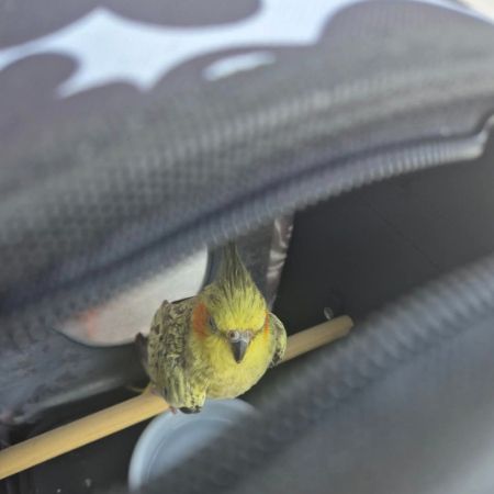 Found Cockatiel Birds in Levenshulme M19