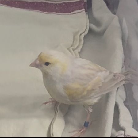 Found Canary Birds in Kensington