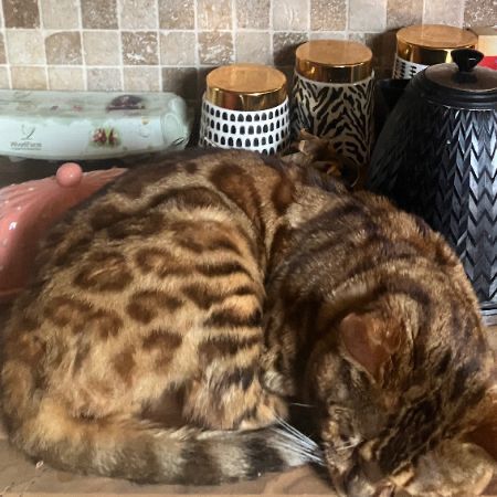 Found Bengal Cats in B67