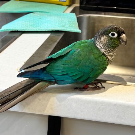 Found Budgie Birds in Temples Fortune