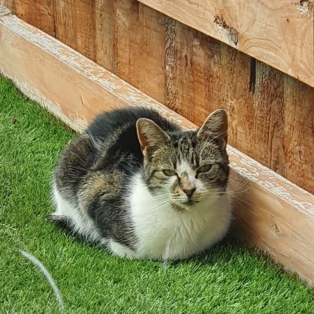 Found Domestic Short Hair Cats in Wingerworth