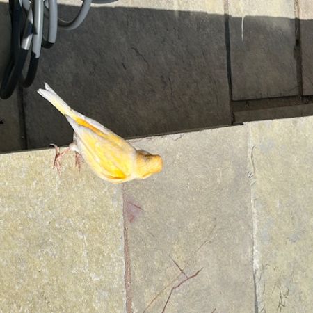 Found Canary Birds in Cheltenham