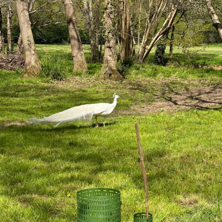 Found Peacock Birds in Bramley