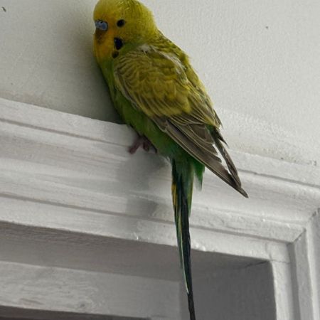 Found Budgie Birds in London